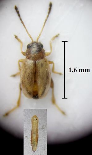Longitarsus pratensis